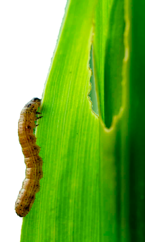 Imagem ilustração para página Monitoramento lagarta spodoptera