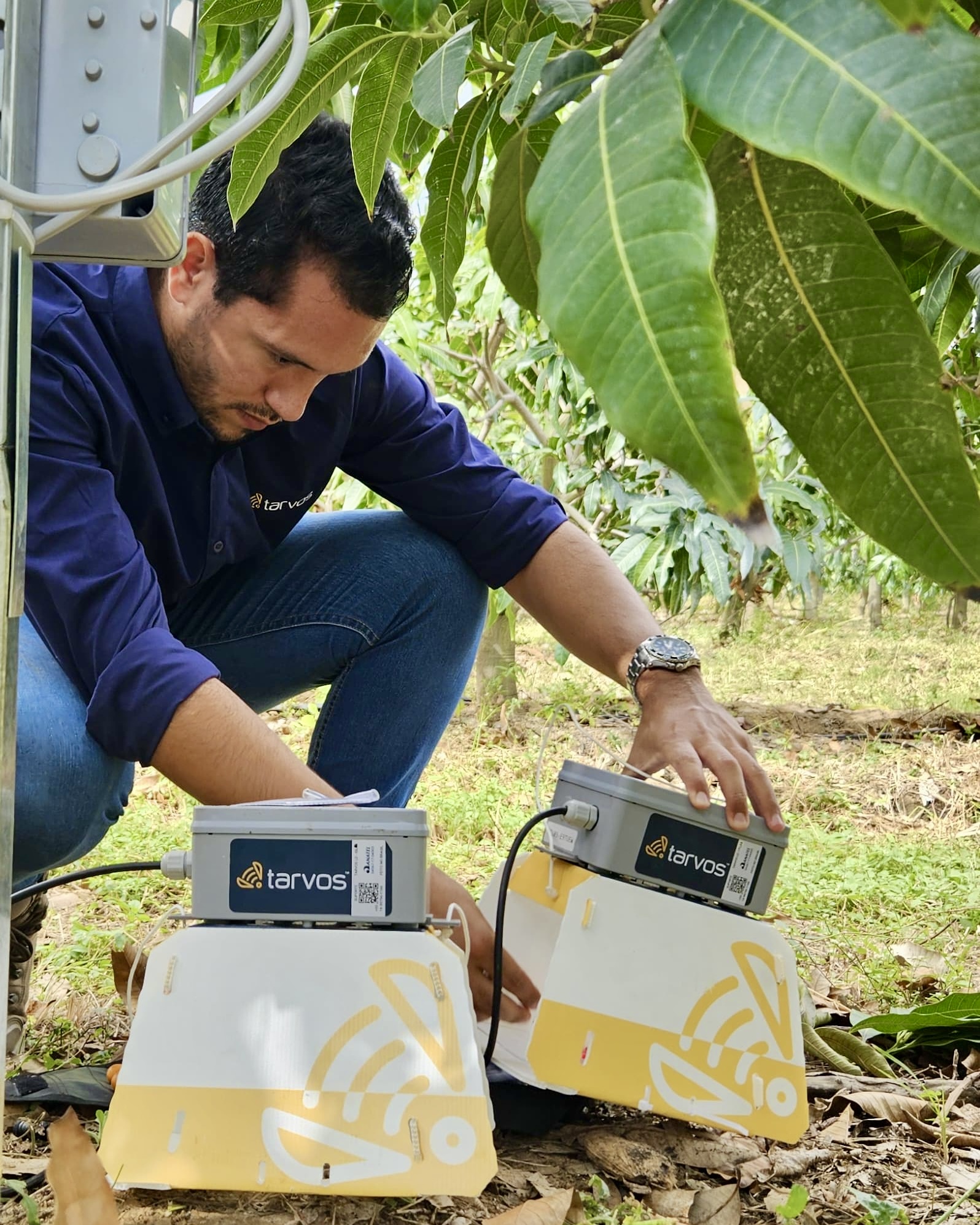 Armadilha digital da Tarvos para monitoramento de mosca-das-frutas em uma lavoura de manga, com dispositivo instalado em um galho e pronto para capturar e registrar dados sobre a presença de insetos na plantação.